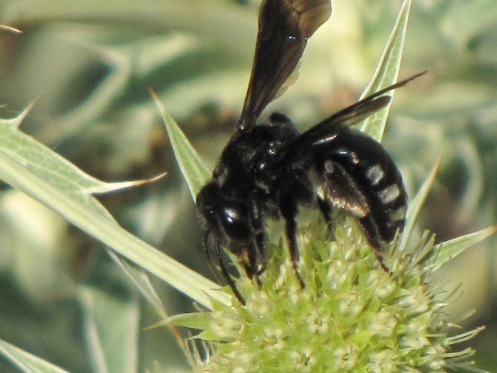 Imenottero nero: Andrena sp.?